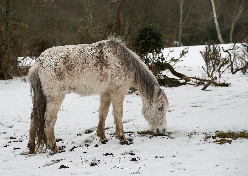 Winter Pony on Cadnam Common 2